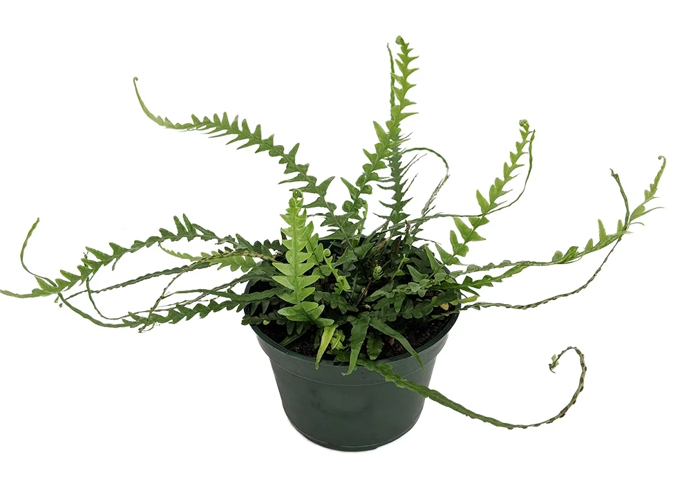 Rare Dragon Tail Fern - Asplenium ebenoides - 4