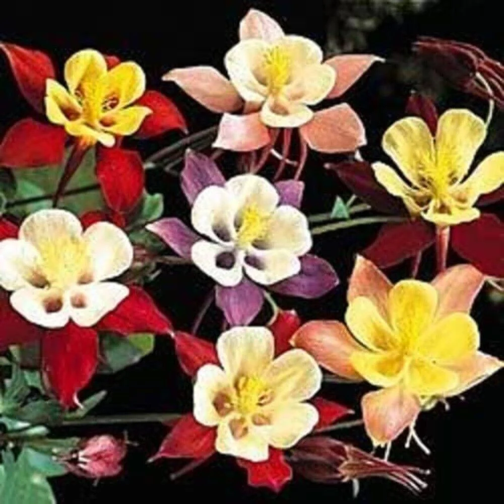 50 Mixed Col MCKANAS GIANT COLUMBINE Aquilegia Vulgaris Flower Seeds