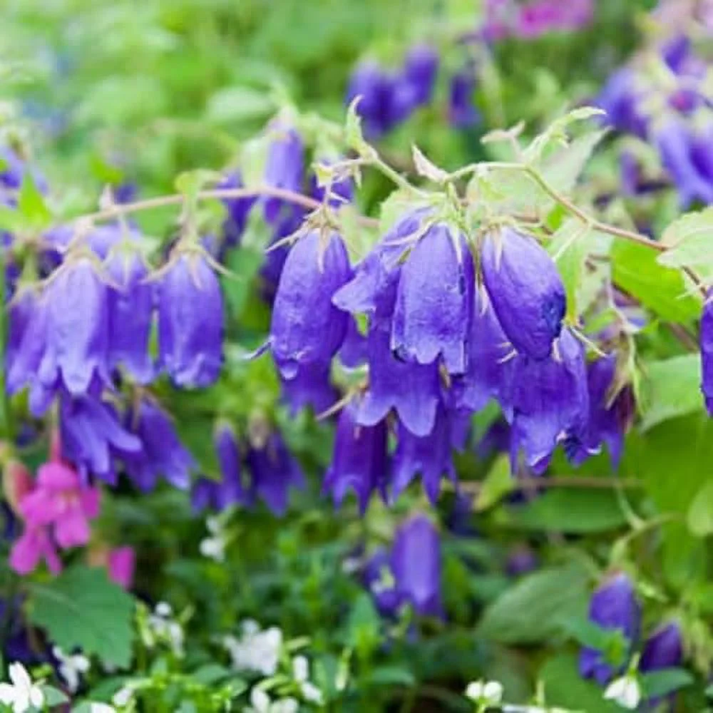 CHUXAY GARDEN 200 Seeds Campanula Carpatica Seed,Tussock Bellflower,Carpathian Harebell Blue Lovely Flowers Low-Growing Perennial Flowering Plant High Germination Rate