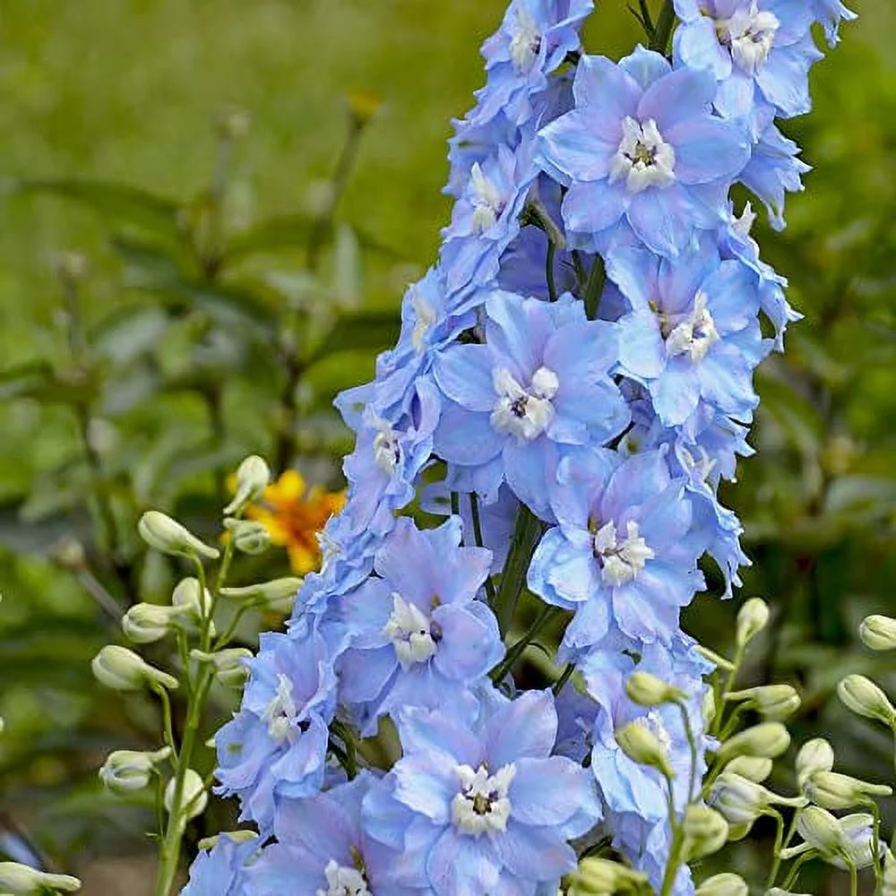 500Pcs Rocket Larkspur Light Blue Seeds Consolida Ajacis Cut Flowers Gift Non-GMO & Heirloom Beautiful Flower to Plant in Your Home Garden by YEGAOL Garden