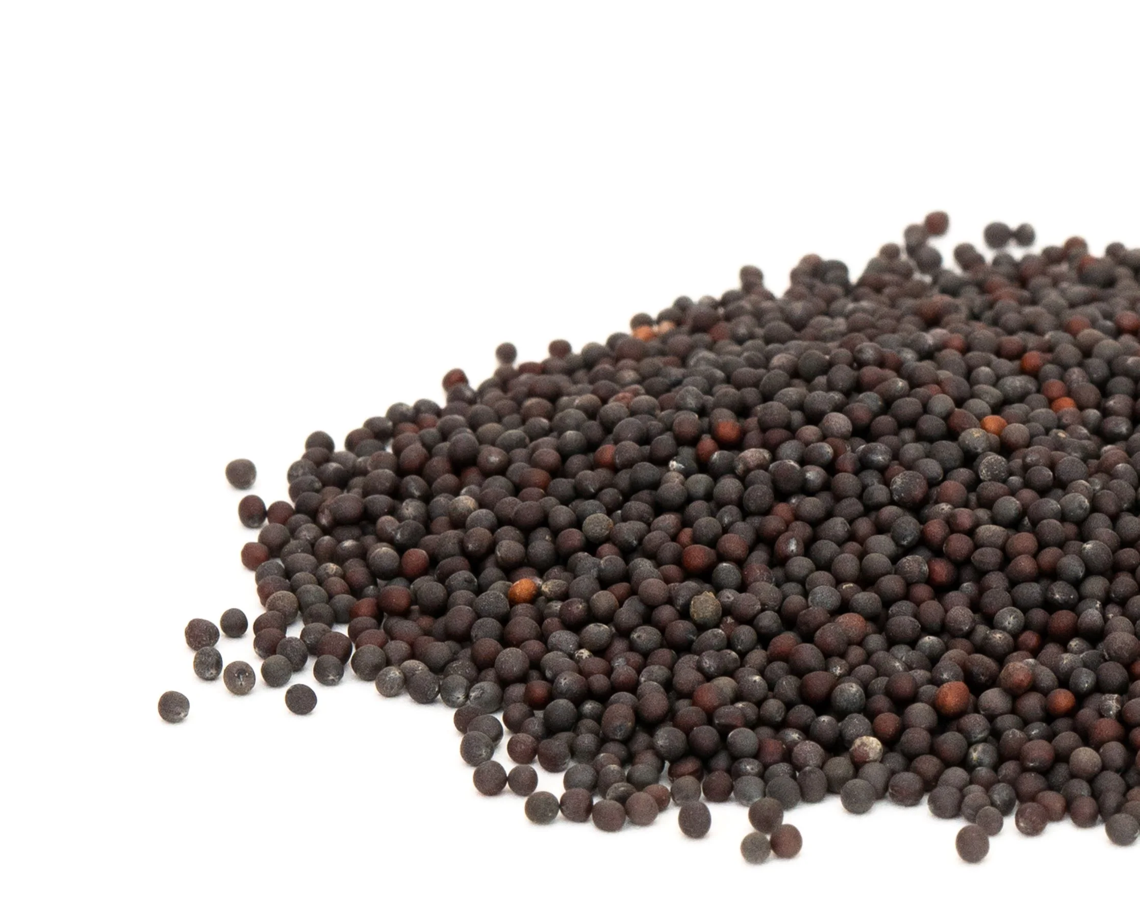 1000+ CHINESE WHITE STEM PAK CHOI Bok Choy Seeds - Non-GMO Heirloom Seeds by Mai's Family