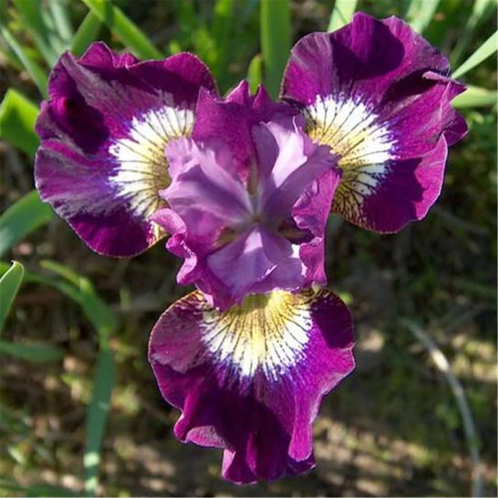 Iris bulbs for sale, iris plants live,bearded iris bulbs,excellent ornamental value, suitable for garden planting