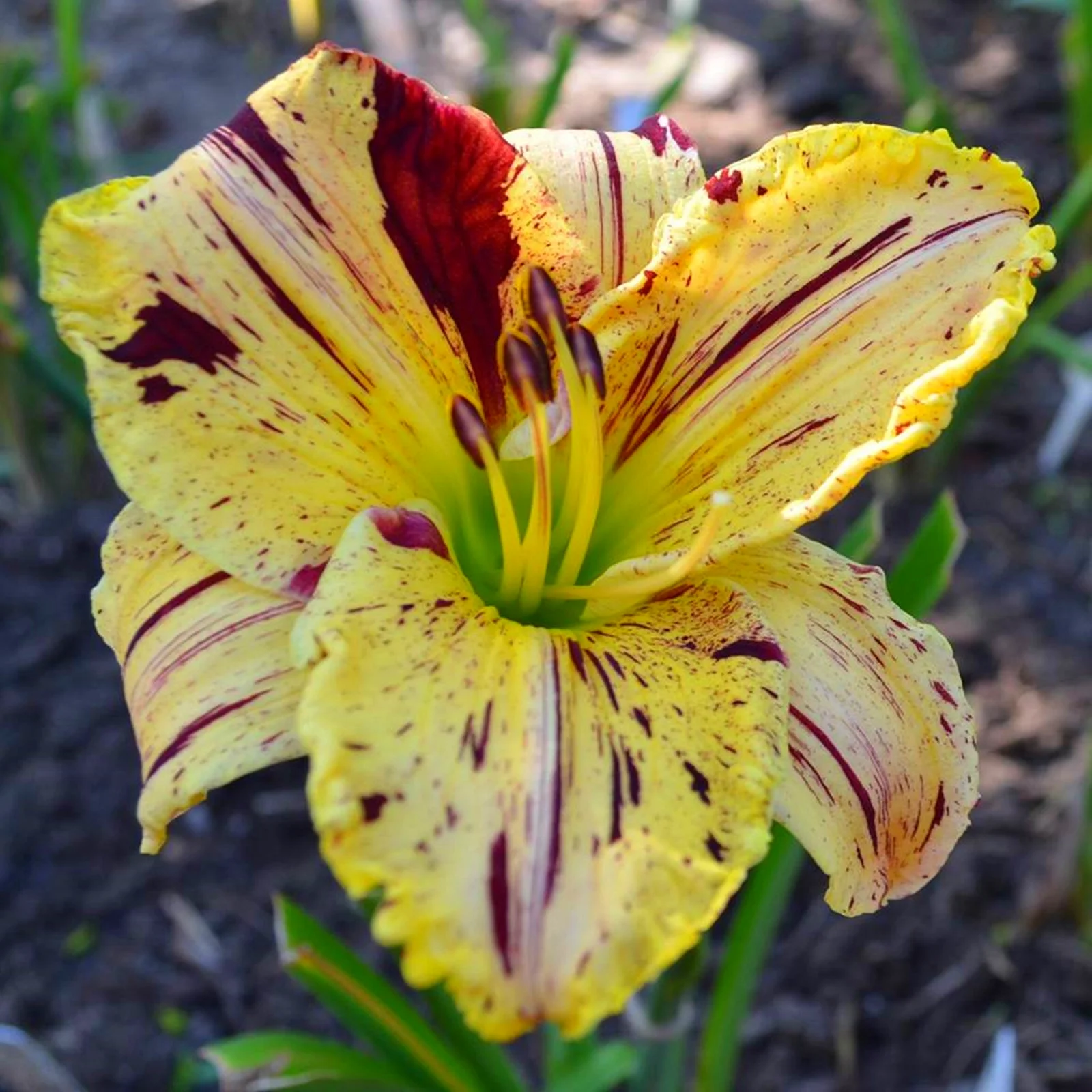 Daylily Bulbs,  Daylilies ,Daylily Bulbs Reblooming, Daylily Plant,Wild Daylilies,Flower Pots,Daylily, Daylily Bulbs For Sale