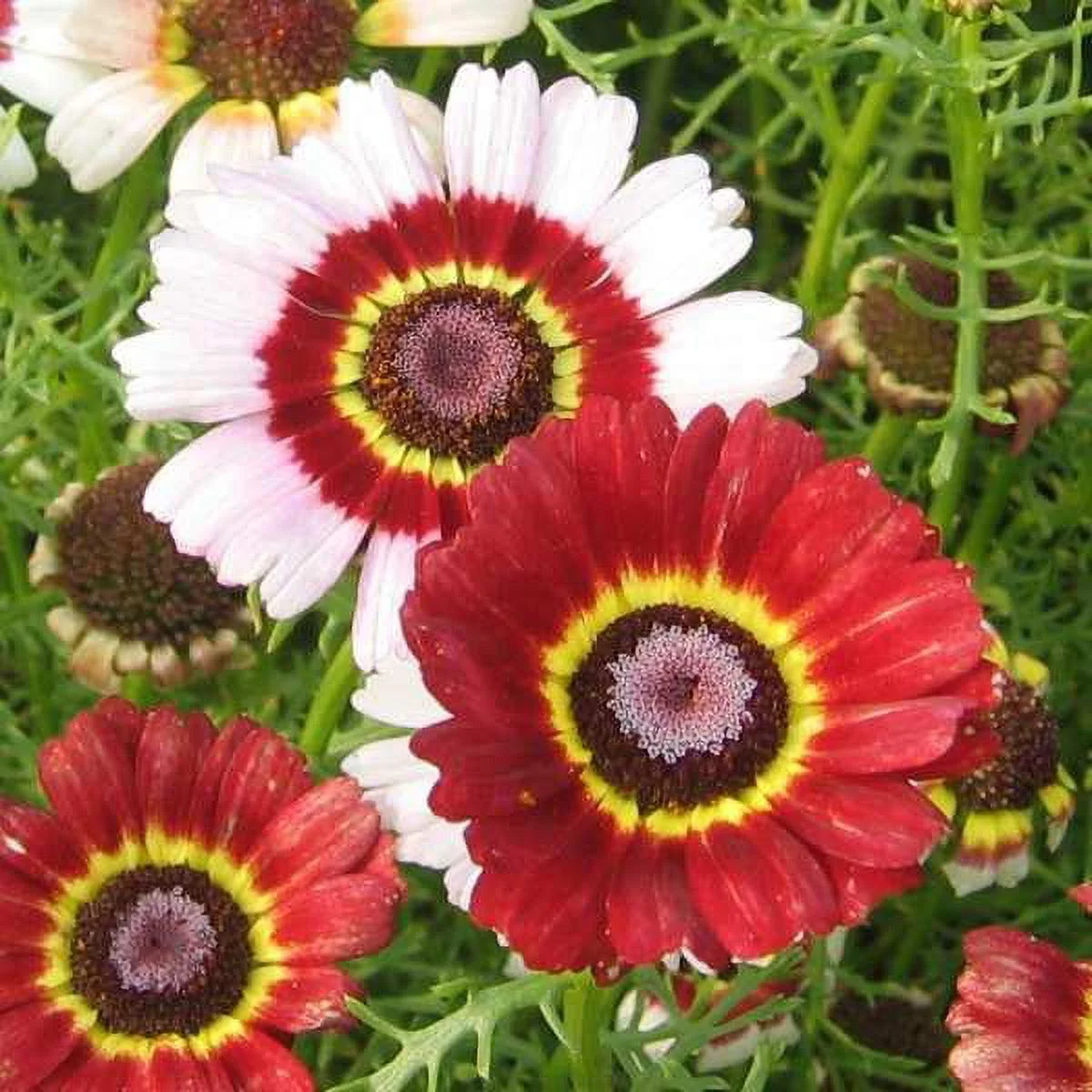 Daisy Seeds - Painted - 1/4 Pound - Yellow/Red/White Flower Seeds,  Heirloom Seed  Attracts Bees, Attracts Butterflies, Attracts Pollinators, Easy to Grow & Maintain, Extended Bloom Time, Fast