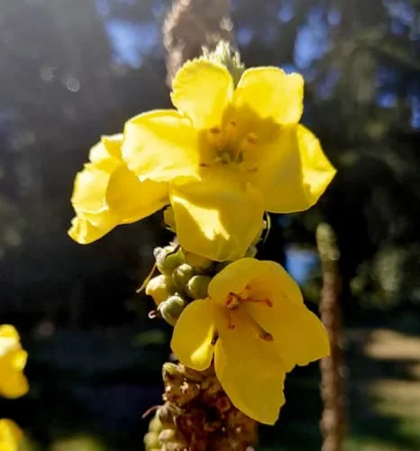 CHUXAY GARDEN Yellow Verbascum Thapsus-Great Mullein,Common Mullein 150 Seeds Great Hairy Biennial Plant Long-Lived Certified Organic Open Pollinated Herb Seeds for Planting Low-Maintenance
