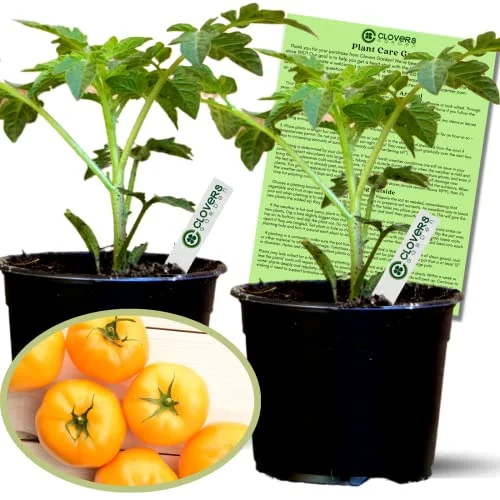 Clovers Garden Lemon Boy Tomato Plants – Two (2) Live Plants – Non-GMO - Not Seeds - Each 4