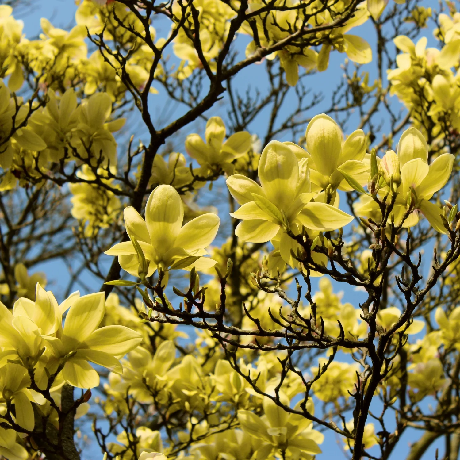 2 gal. Magnolia Yellow Bird Tree with Yellow Flowers