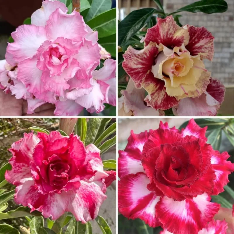 Desert Rose Plants Live in 4 Inches Pot, Desert Rose Flower Plants 4 to 7 Inches Tall, Succulent Flowering for Planting Indoor Outdoor Garden