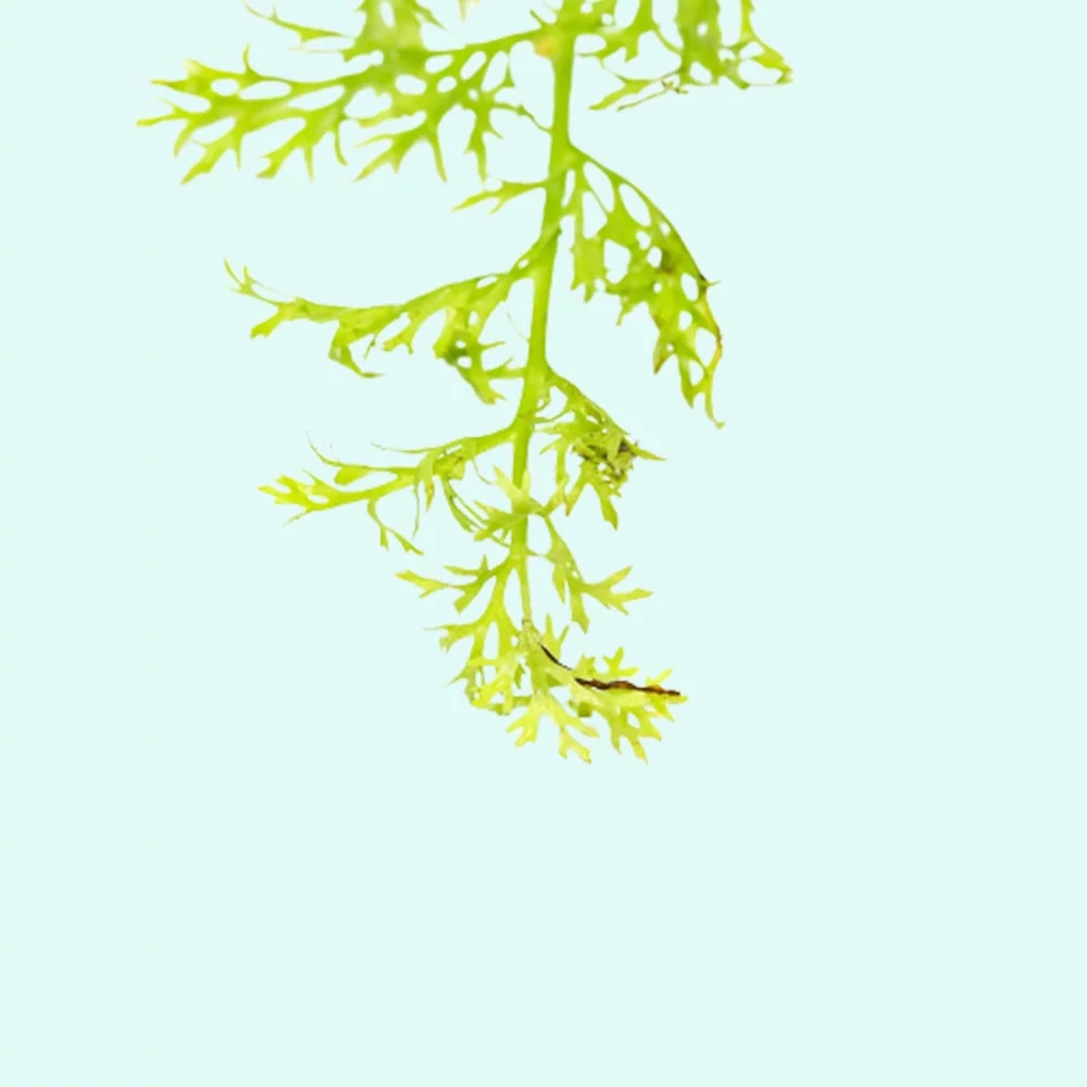 Water Sprite (Indian Fern) Large Live Aquarium Plants