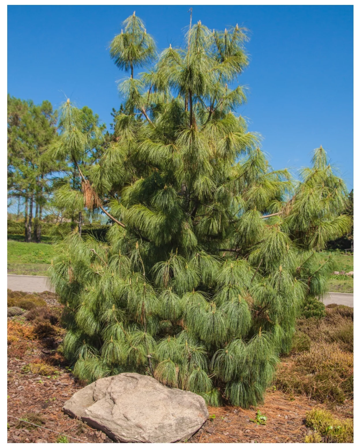 Earthcare Seeds - Mexican Weeping Pine Tree 60 Seeds (Pinus Patula) Heirloom - Open Pollinated