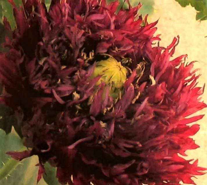 250 BLACK SWAN PEONY POPPY Papaver Paeonifloru Dark Burgundy Double Flower Seeds