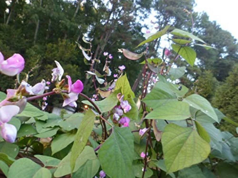Asian Hyacinth Bean Sheem Papdi Purplish Green1 0 Seeds (Edible Beans)