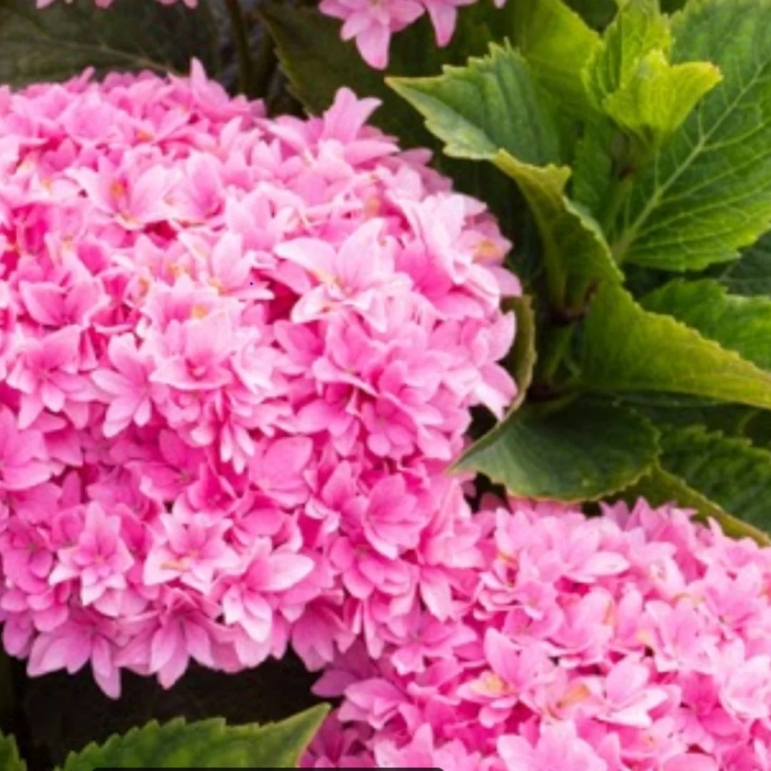 2 gal. Starfield Bigleaf Hydrangea (Macrophylla) Live Shrub, Pink Flowers