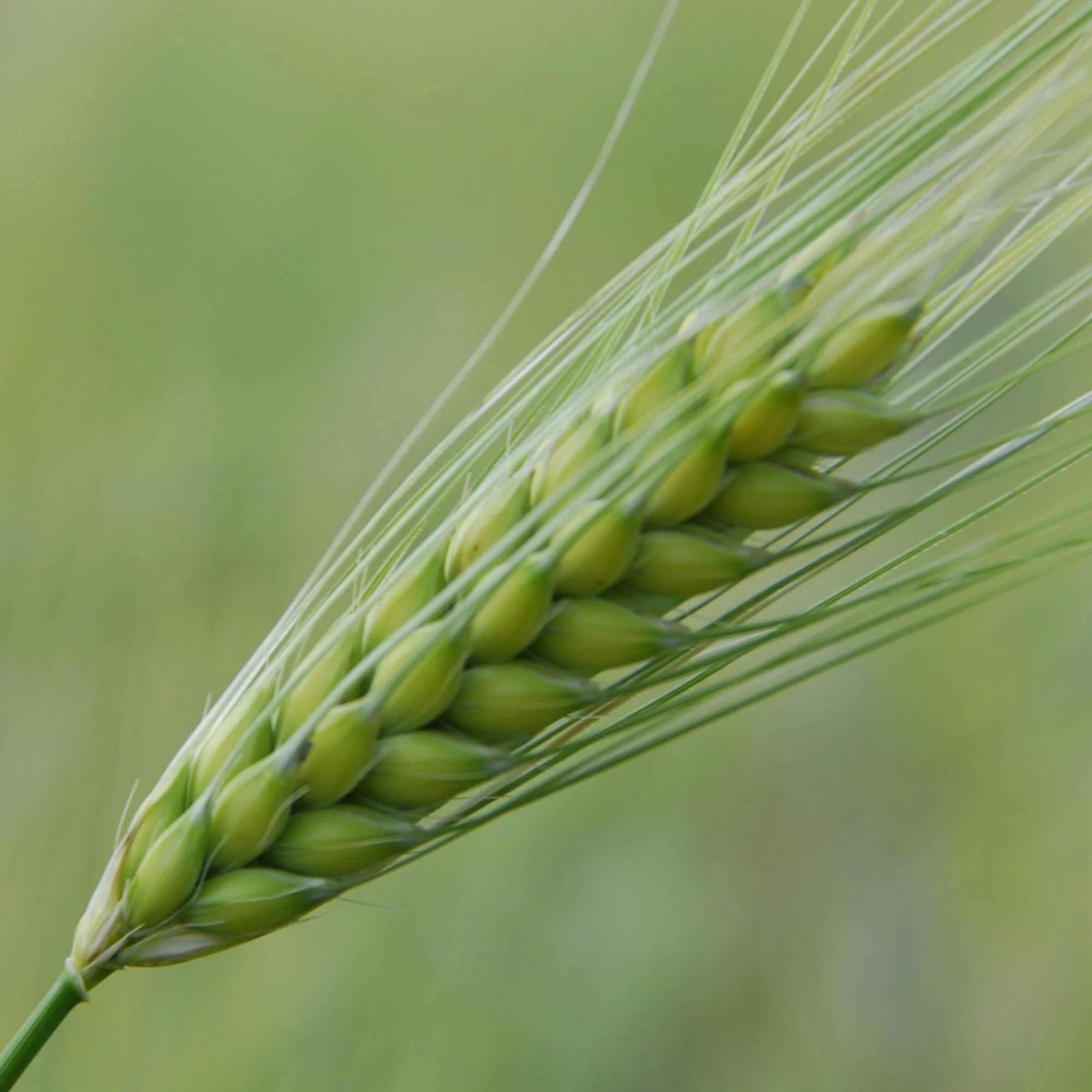 Organic Tesuque Oats - 1 Lb ~15,000 Seeds - Non-GMO Grain & Cover Crop Seeds for Farm & Garden - Heirloom - Whole - Husk On