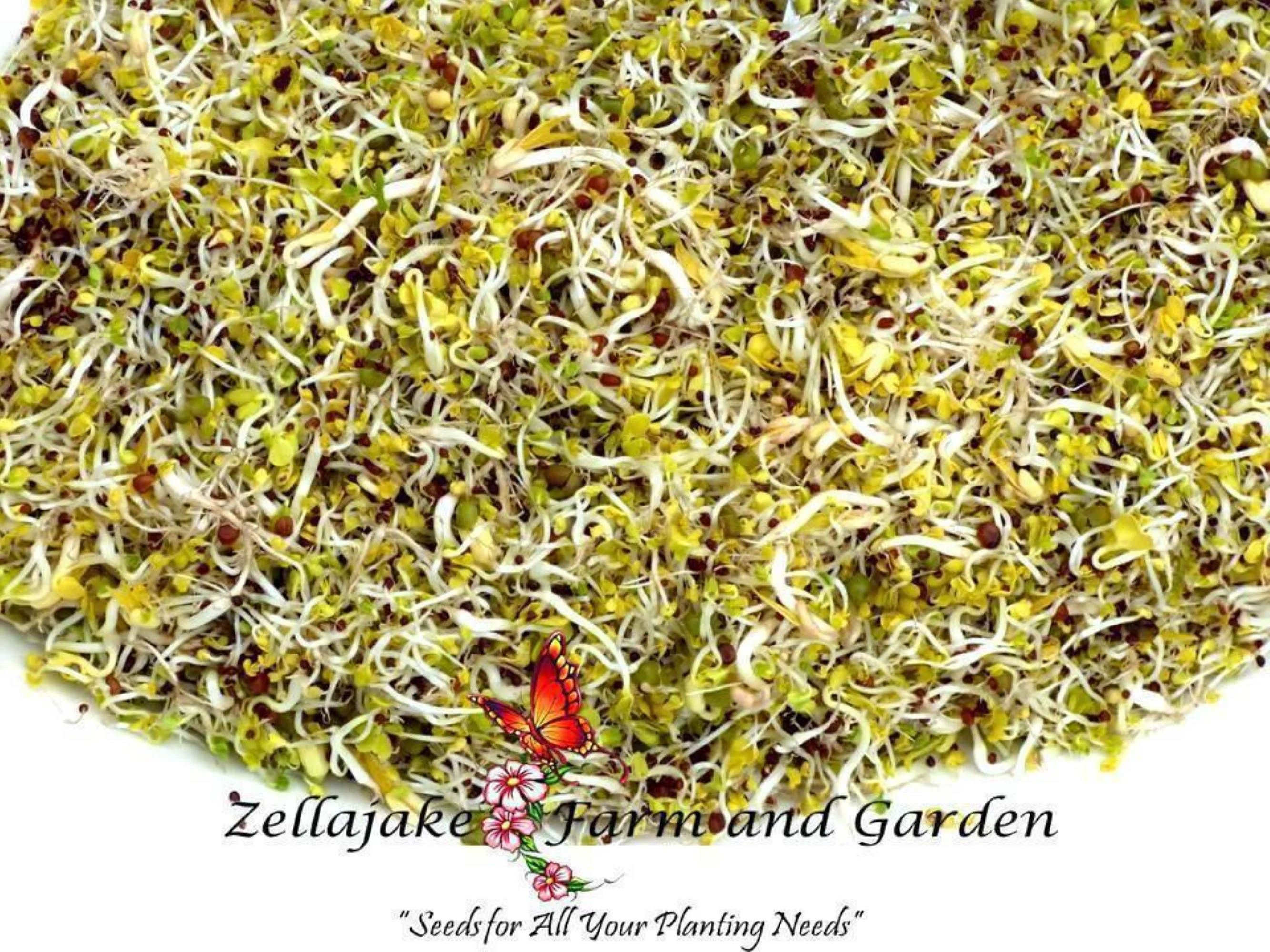 Asian Spicy Sprouting Mix Seeds/Perennial/8400 Seeds or 1 oz/Zellajake Farm and Garden - B333