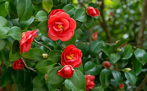 Japanes Camellia Tree Seeds for Planting (5 Seeds) - Camellia Japonica - Stunning Flowering Tree