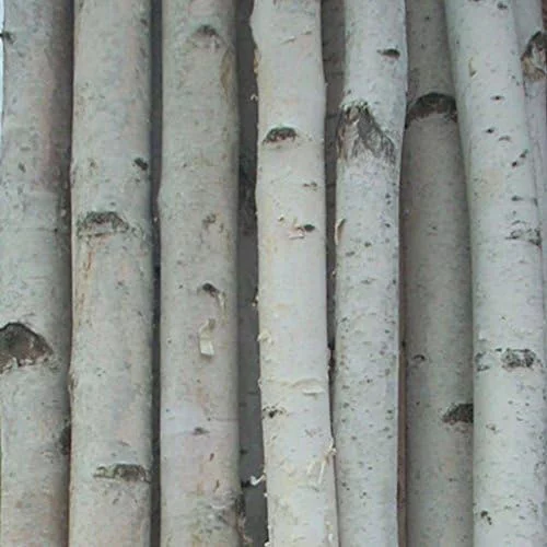 Four Medium White Birch Poles 8 Ft
