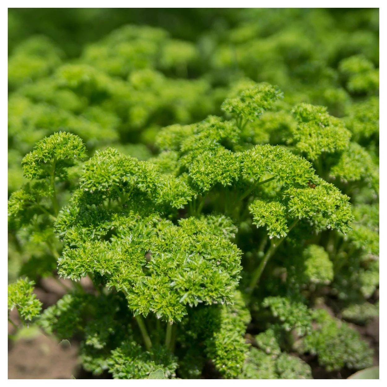 Everwilde Farms - 1000 Moss Curled Parsley Seeds - Gold Vault Jumbo Bulk Seed Packet