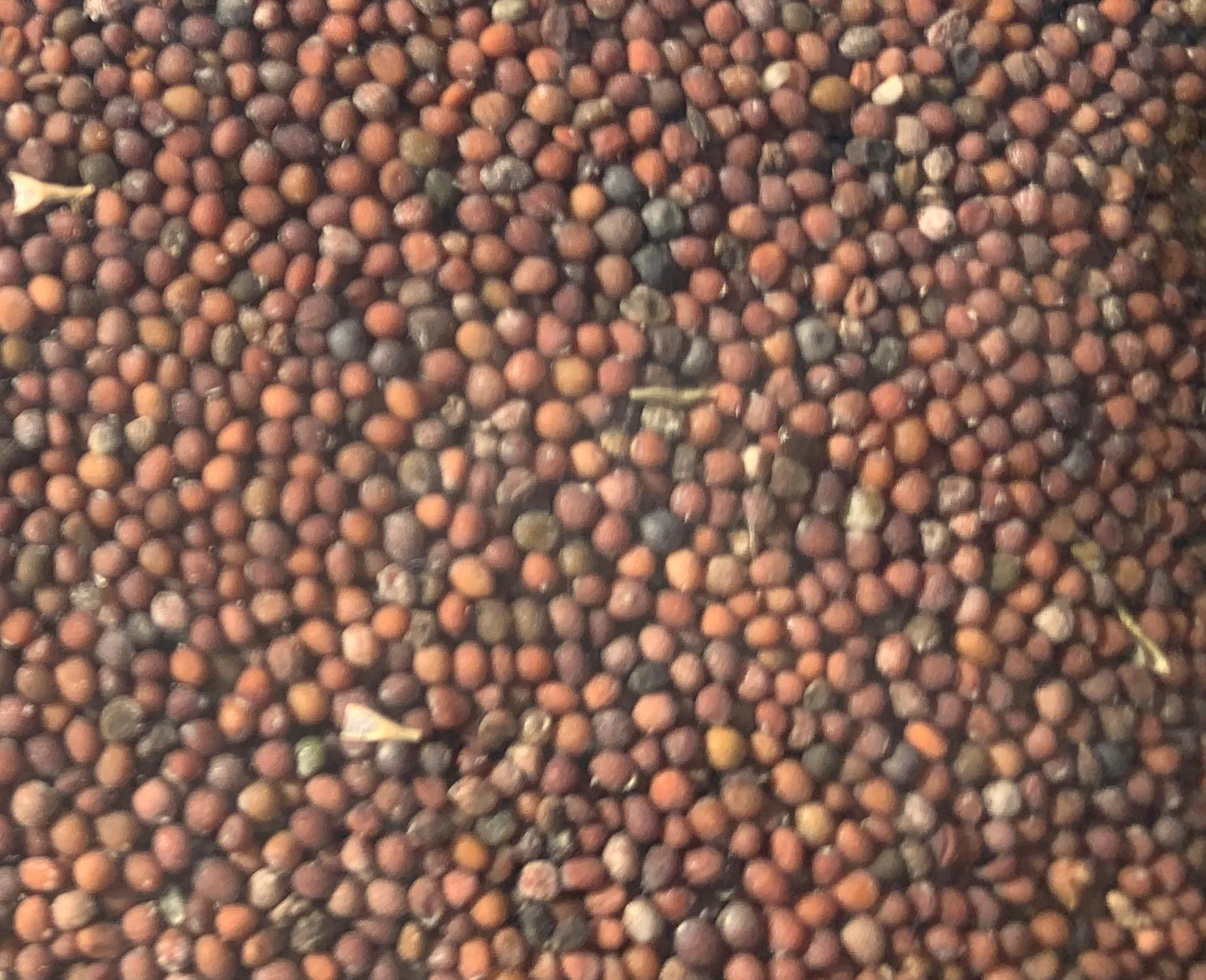 Eritrean Ethiopian Senafich Mustard Seed 2 pounds