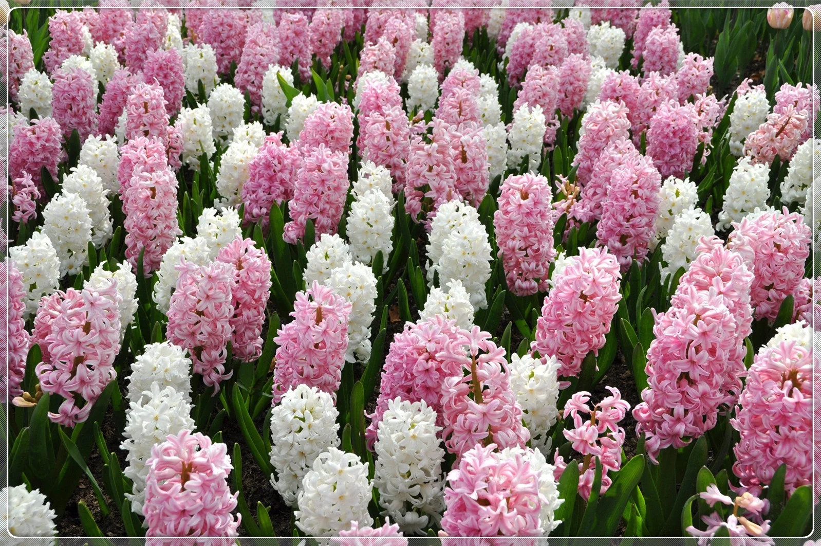 Hyacinth Bulbs, Ornamental Flowers. Hyacinth, Aromatic Flowers, Hardy Perennial, Fragrant, Simple And Elegant, Room Decoration,Hyacinth Plant,Perennial Garden Flowers,Hyacinth Bulbs For Planting,