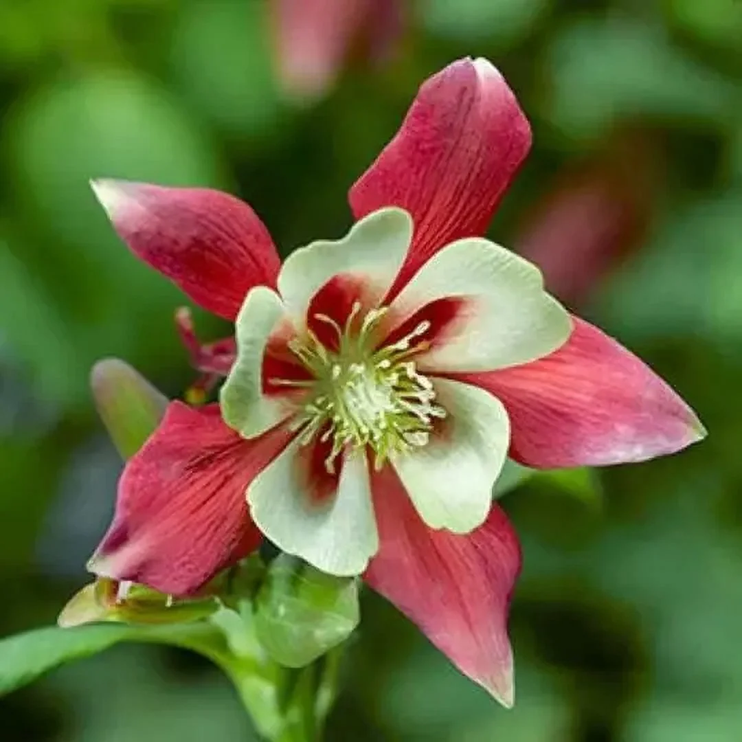 100 Perennial Wild columbine seeds wild flower #89 Zone 3-9