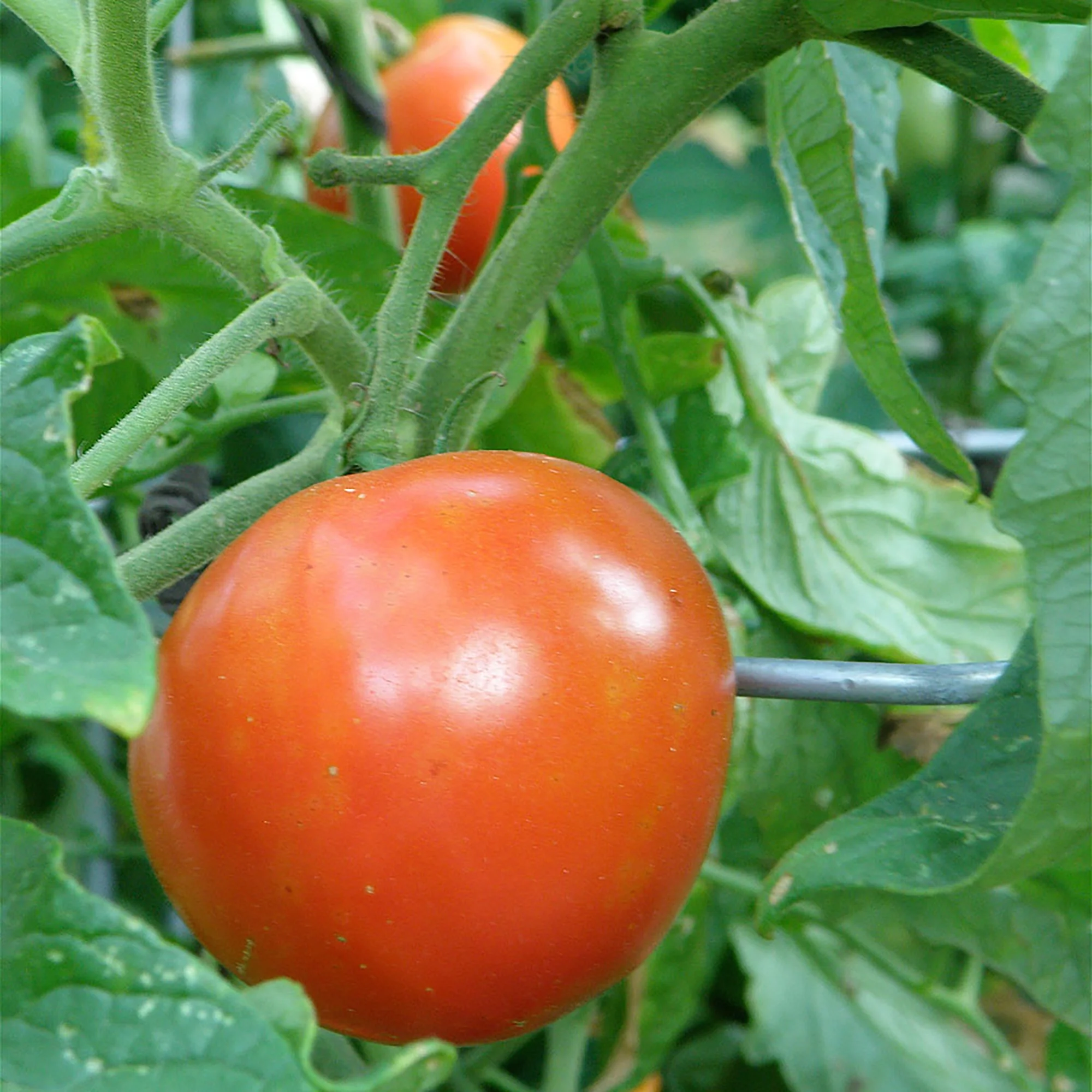 Bonnie Plants Celebrity Tomato 2.32 qt.