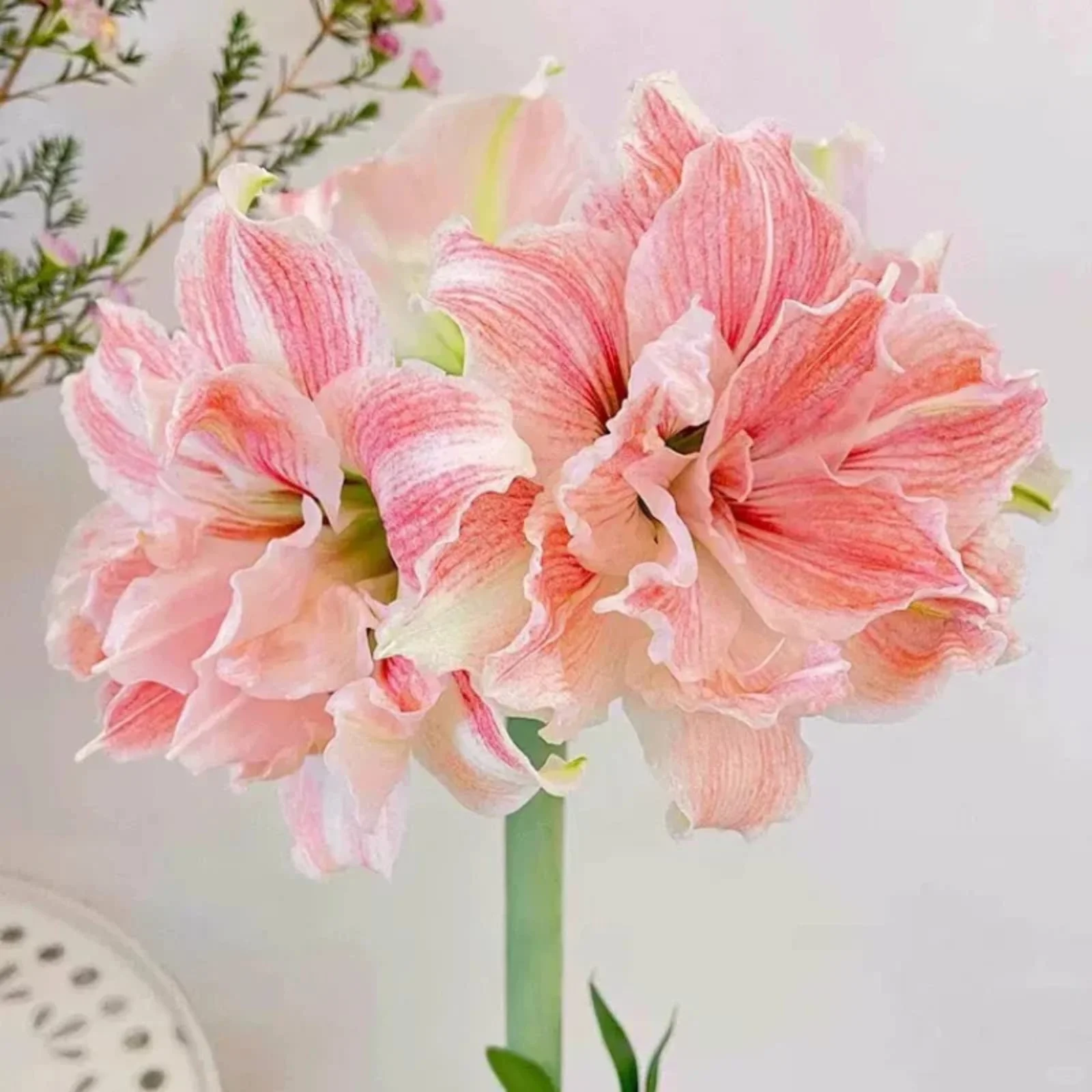 Amaryllis Bulbs, Are A Excellent Choice For Gardeners, Beautiful Large Flowers,Amaryllis Bulbs For Plant, Bright Flowers,Bright Bulbs, Perennial, Garden Single Flower, Amaryllis Plant,Amaryllis Bulbs,