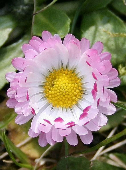100 PINK ENGLISH DAISY Bellis Perennis Flower Seeds *Flat S/H