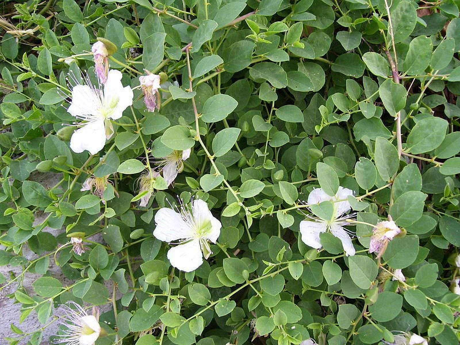 20 CAPER BUSH Edible Capers Flinders Rose Flower Capparis Spinosa Shrub Seeds