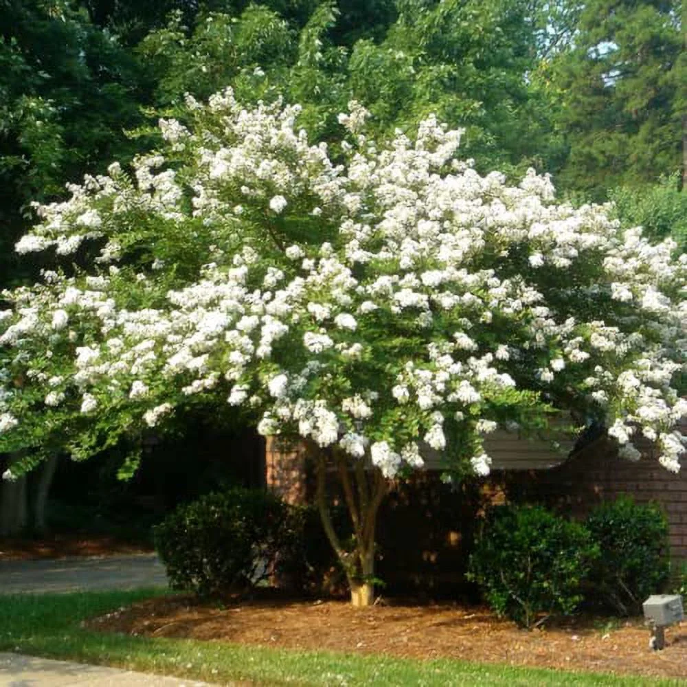CHUXAY GARDEN 35 Seeds White Crape Myrtle Tree,Lagerstroemia,Crape Tree White Angel Hardy Flowers Privacy Screen Plant Great for Garden and Patio