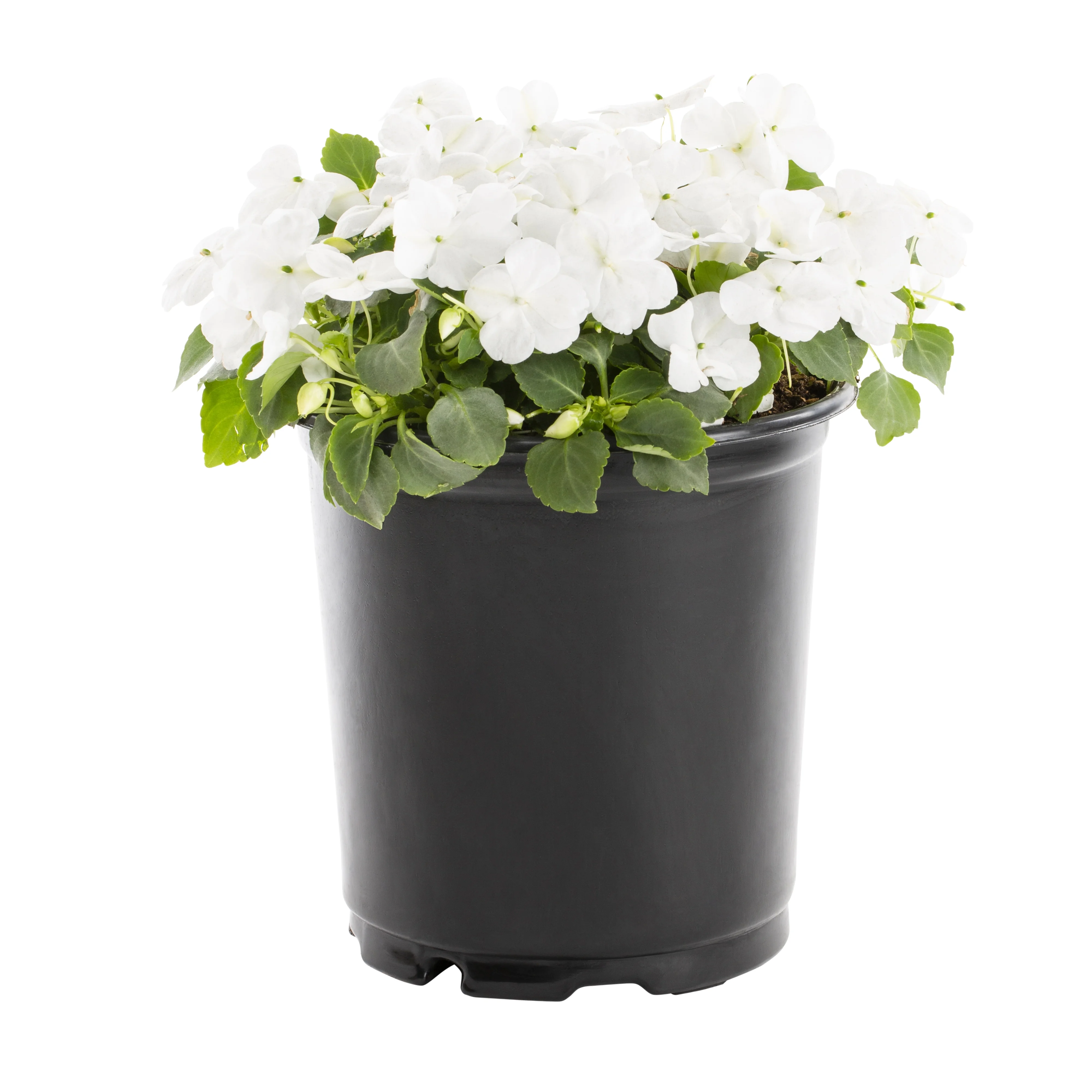 Expert Gardener 2.5QT Multicolor Impatiens Live Plants with Grower Pot