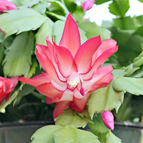 Christmas Cactus Seeds Holiday Cactus Perennial GMO Free Ornamental Home Decorate Container Hanging Basket Bed Indoor Outdoor 10Pcs Flower Seeds by YEGAOL Garden
