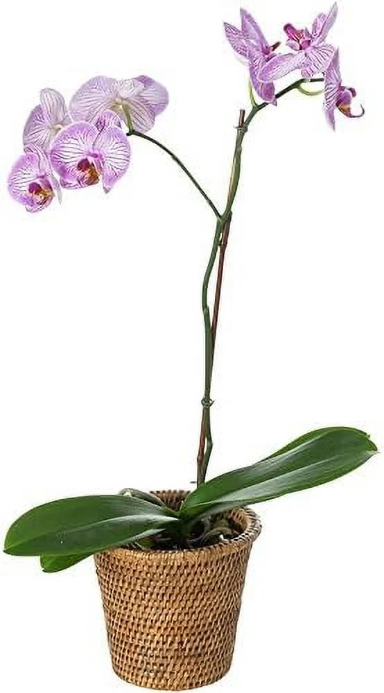 1080025 La Jolla Rattan Planter, Small, Brown