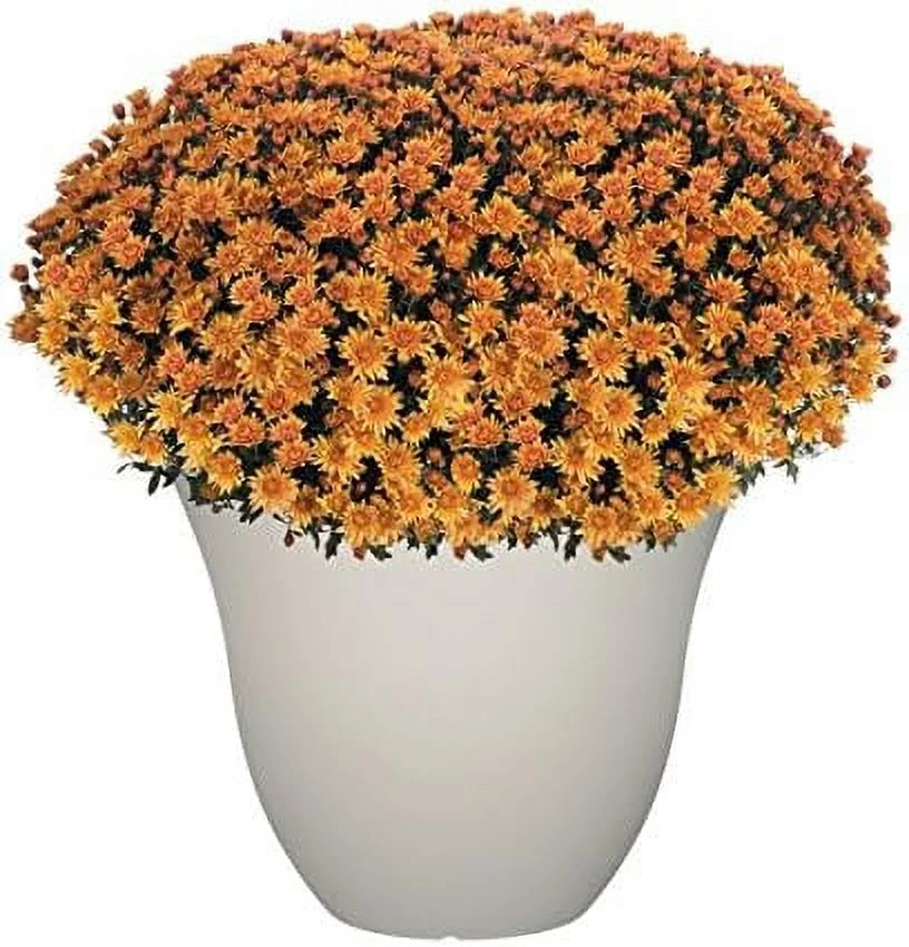 honeysuckle resin flower planter, white vanilla, 13