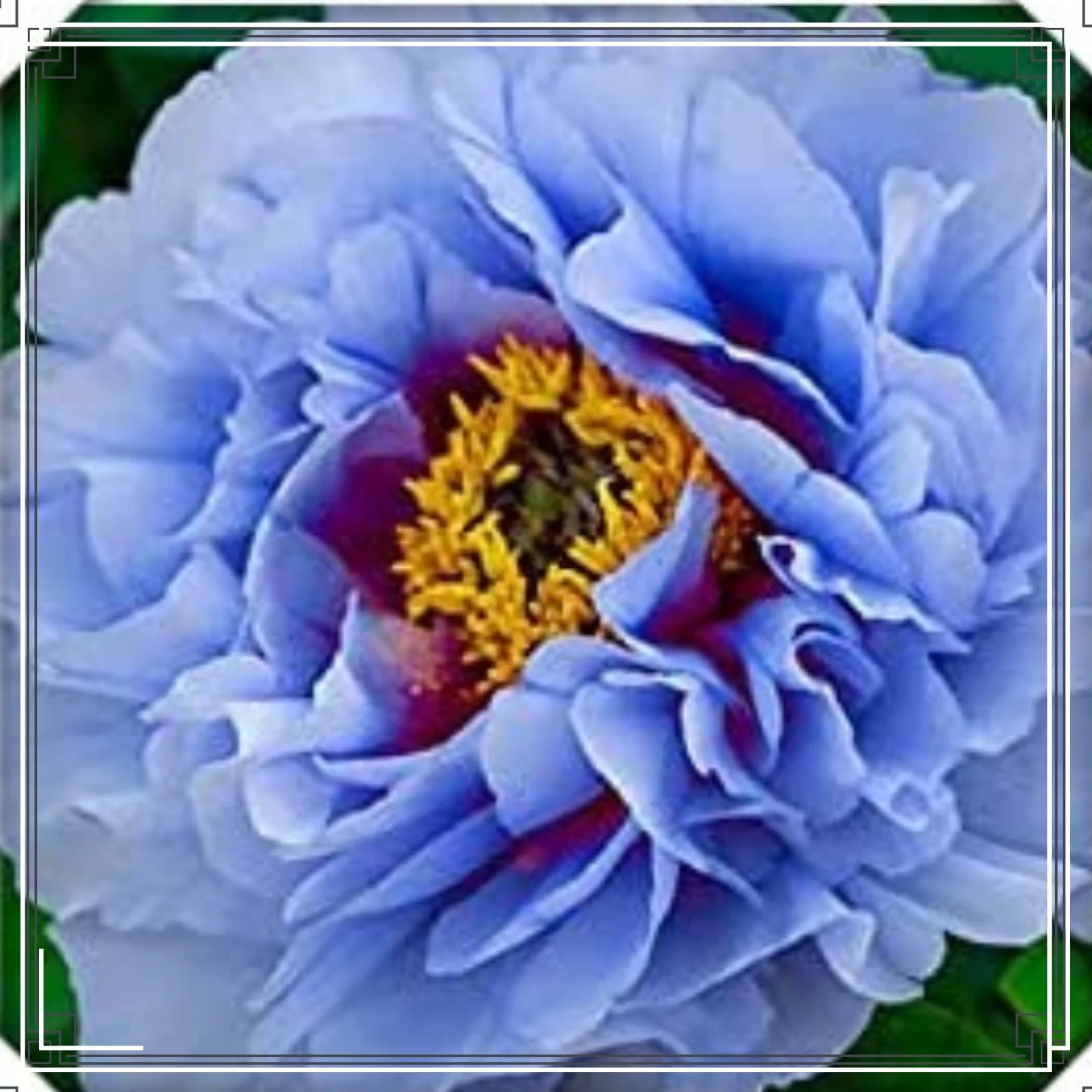 Peony Bulbs Peony Bulbs For Sale Peony Bulbs For Planting Peony Plants Garden Ready To Plant Peony Plants For Garden Now Hardy Perennial