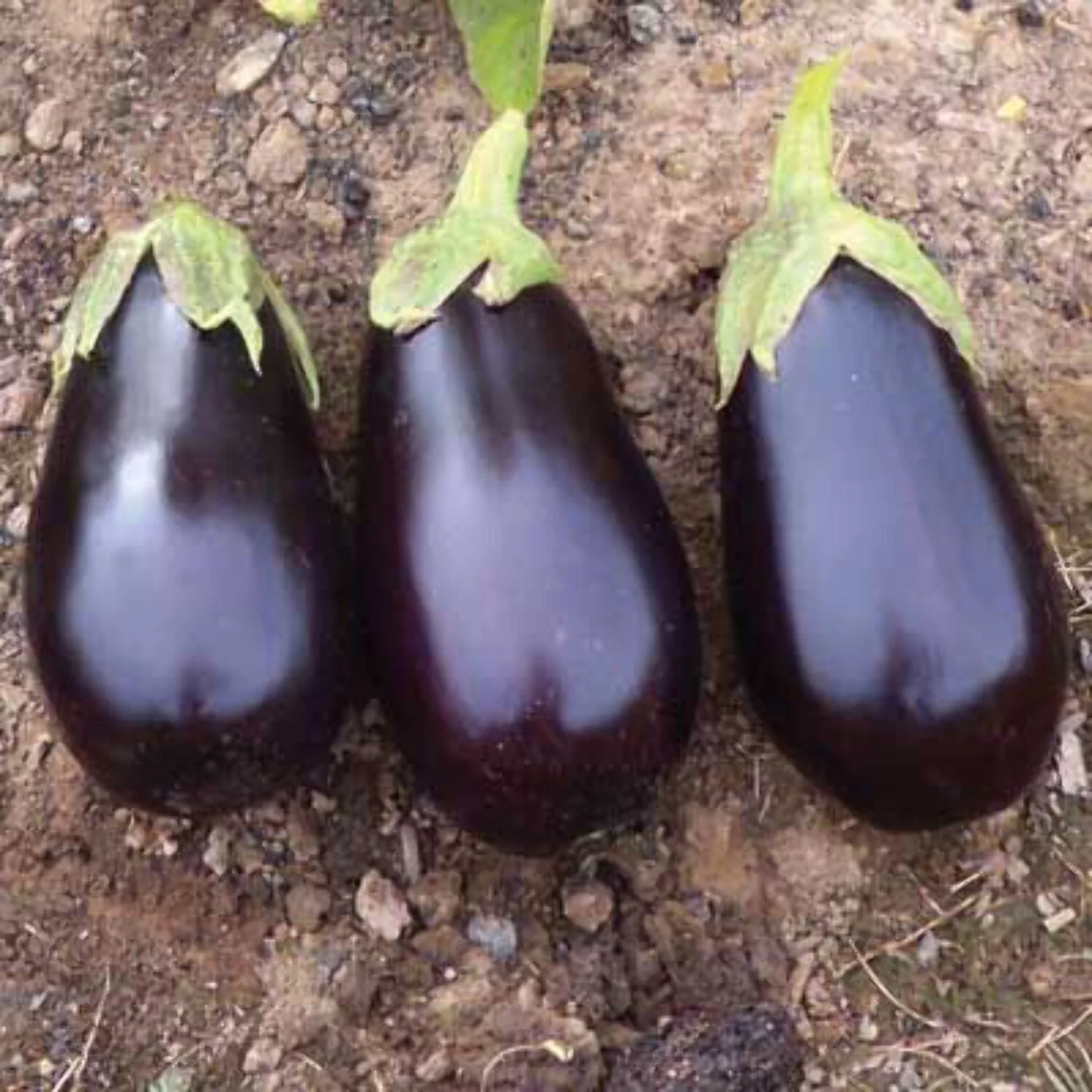 Eggplant Seeds - Traviata Organic Variety Eggplant Seeds - Non-GMO - 50 Seeds