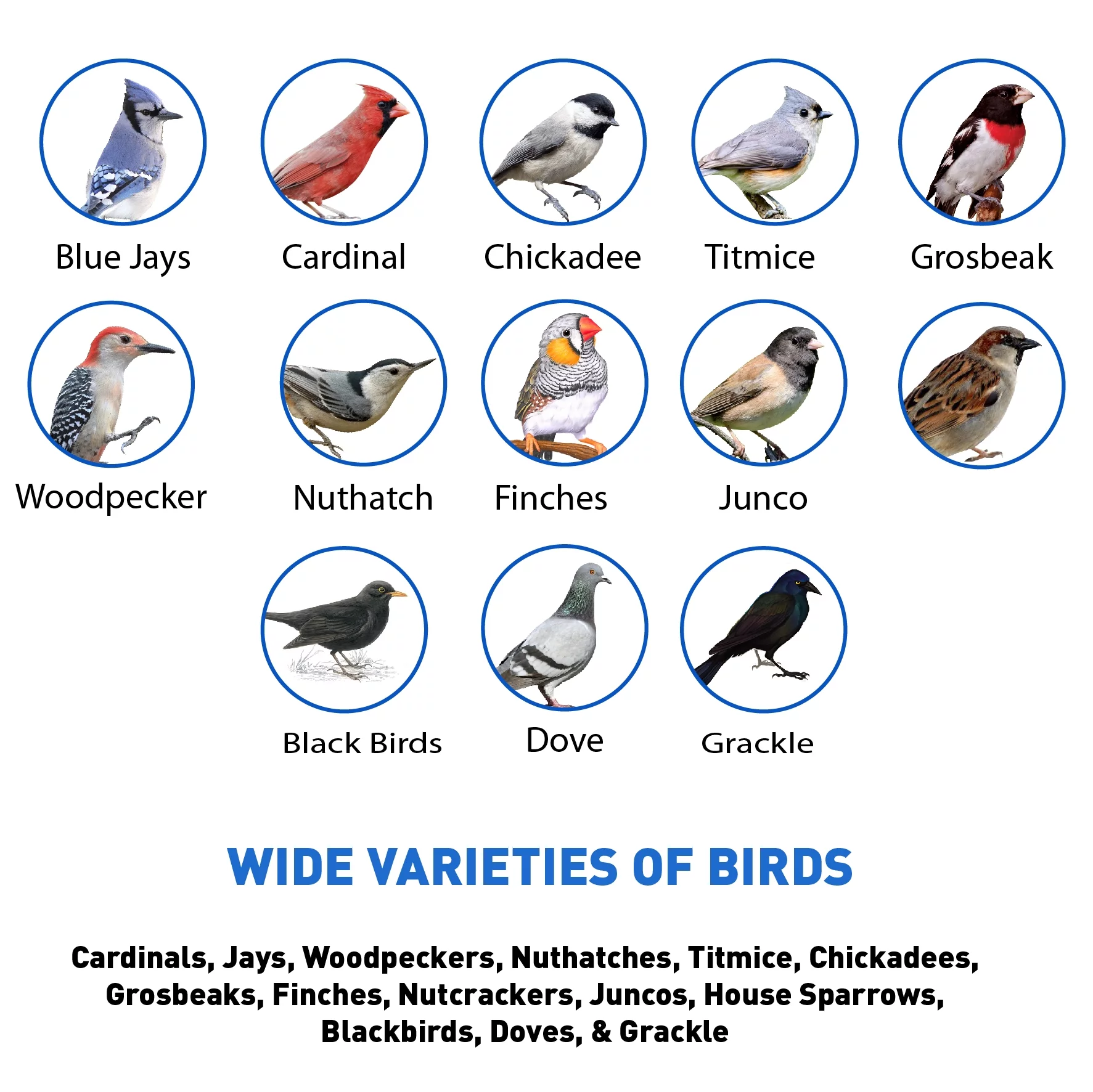 Black Oil Sunflower Seed - 40 Pounds