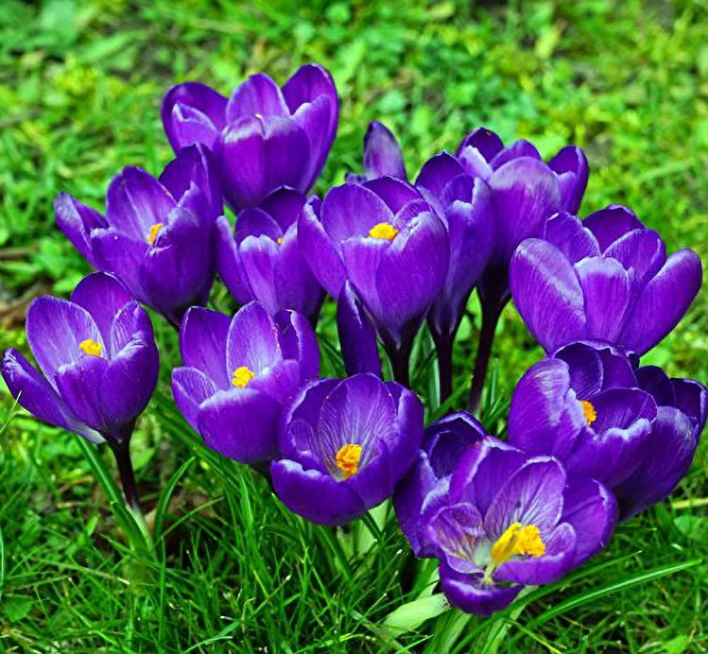 Remembrance Crocus 20 Bulbs - Very Hardy!