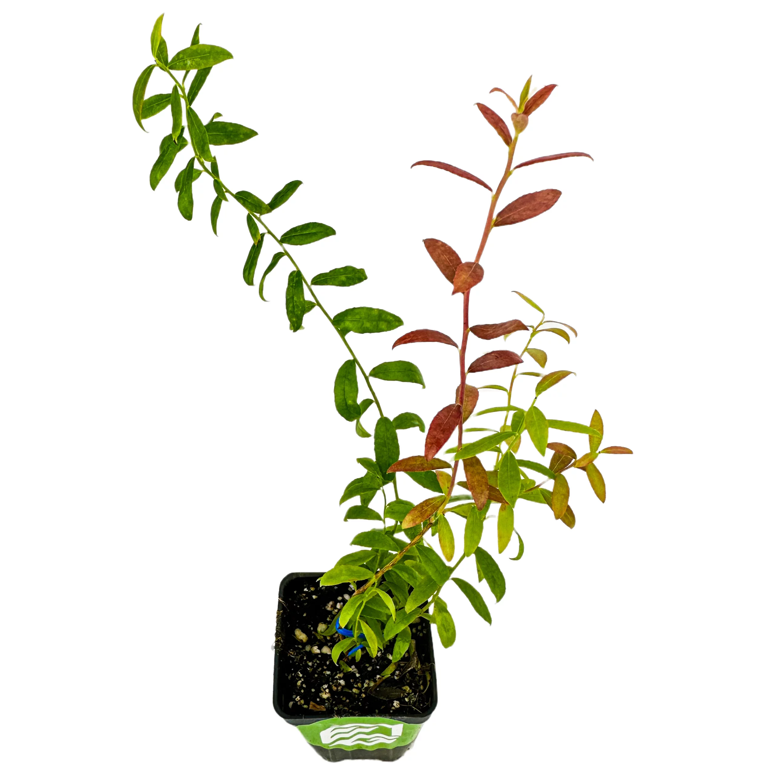 Darrow Blueberry - Vaccinium corymbosum - Live Plant