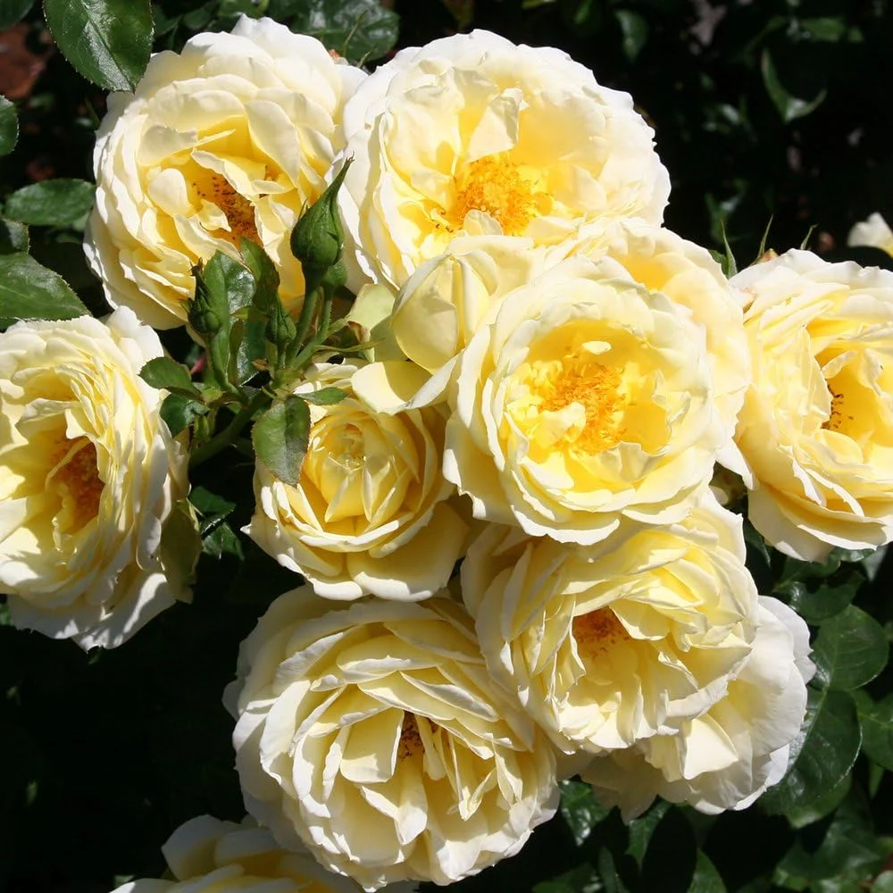 Roses Shrub Rose Bush - Good Ol' Summertime™ Live Yellow Plant for Outdoor Planting