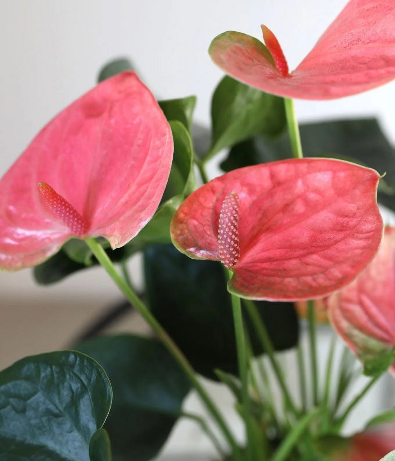 From You Flowers - My Heart is Yours Potted Pink Anthurium for Birthday, Anniversary, Get Well, Congratulations, Thank You