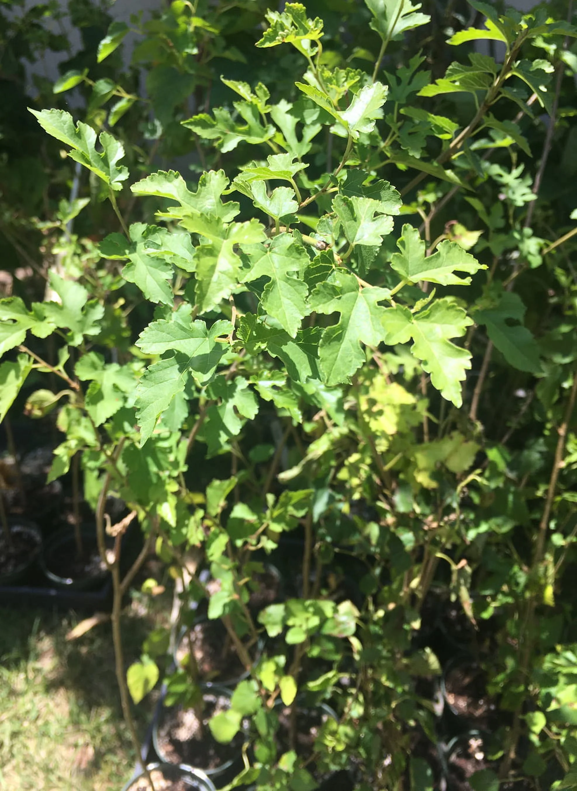 Pakistan Long Mulberry Tree - Live PLant - Long Mulberry Tree