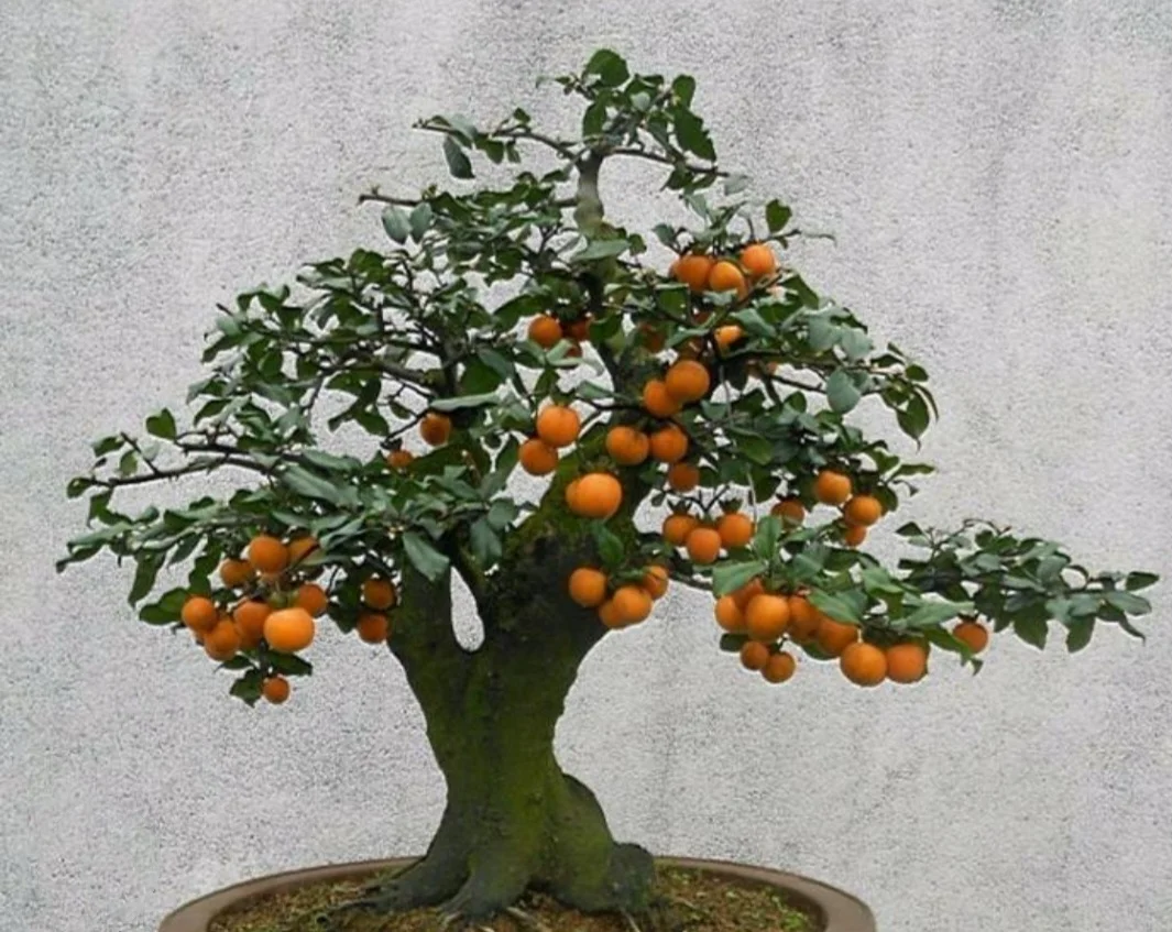 50 Seeds Diospyros cathayensis - Cathay Persimmon , Bonsai