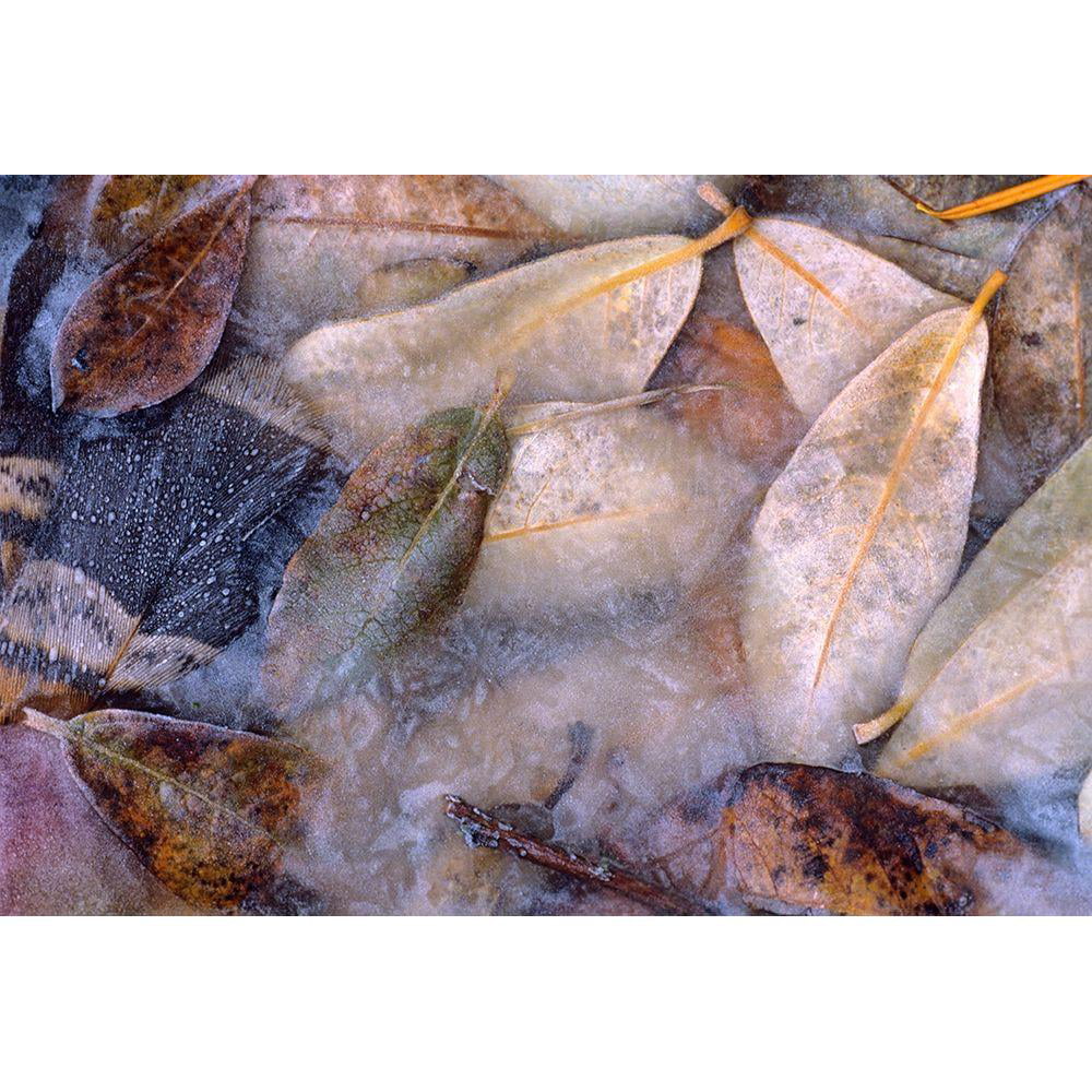 Fitzharris, Tim 14x11 Black Modern Framed Museum Art Print Titled - Frozen Willow Leaves and Grouse Feather