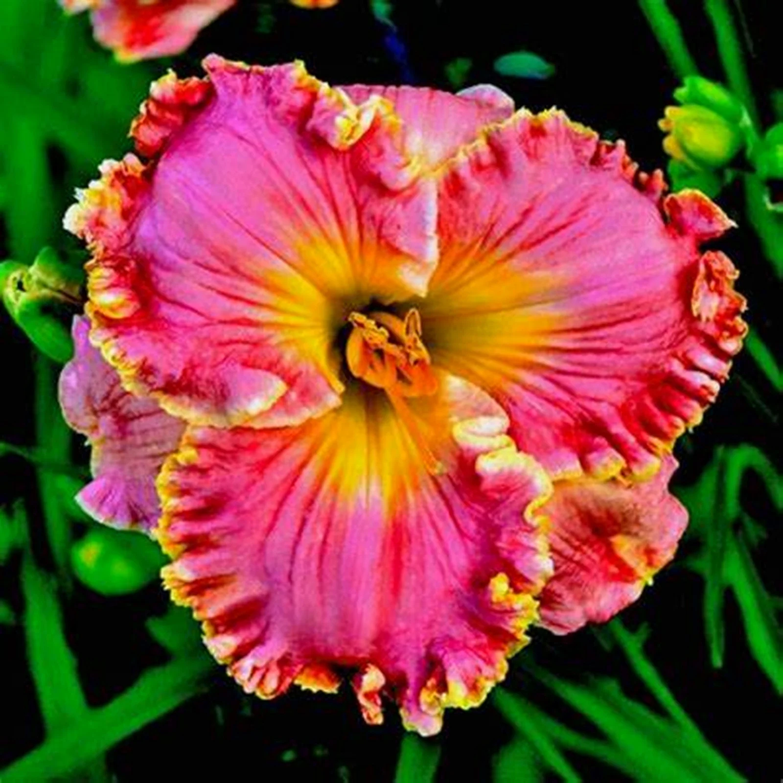 Daylily Bulbs,  Daylilies ,Daylily Bulbs Reblooming, Wild Daylilies,Flower Pots,Daylily,Daylily Plant, Daylily Bulbs For Sale