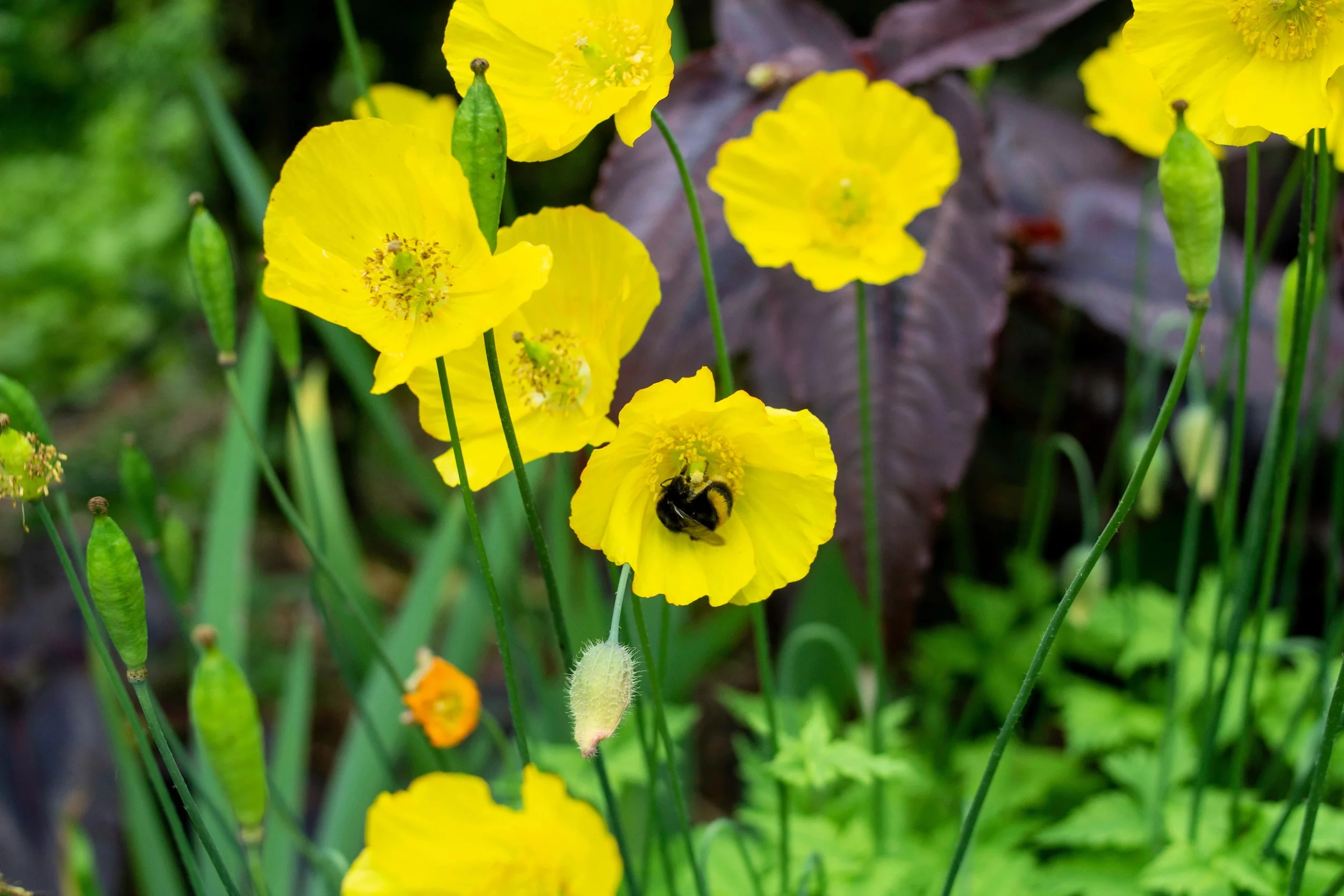 20 Seeds Yellow WELSH POPPY Meconopsis Papaver Cambricum Perennial Shade Flower Seeds