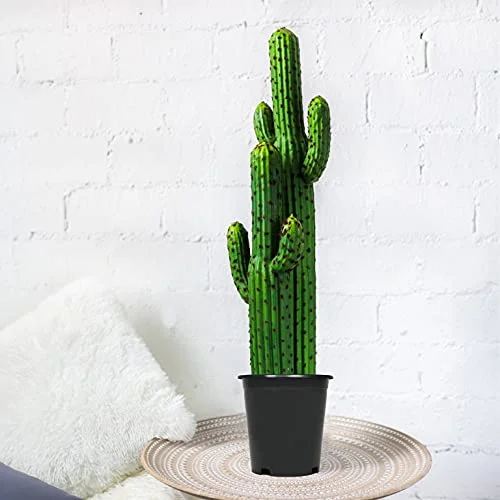 10-Pack 3 Gallon Round Plastic Garden Planter Pots Flower Seedling Container Fit for Indoor Outdoor Plants Seedlings Flowers Vegetables Black