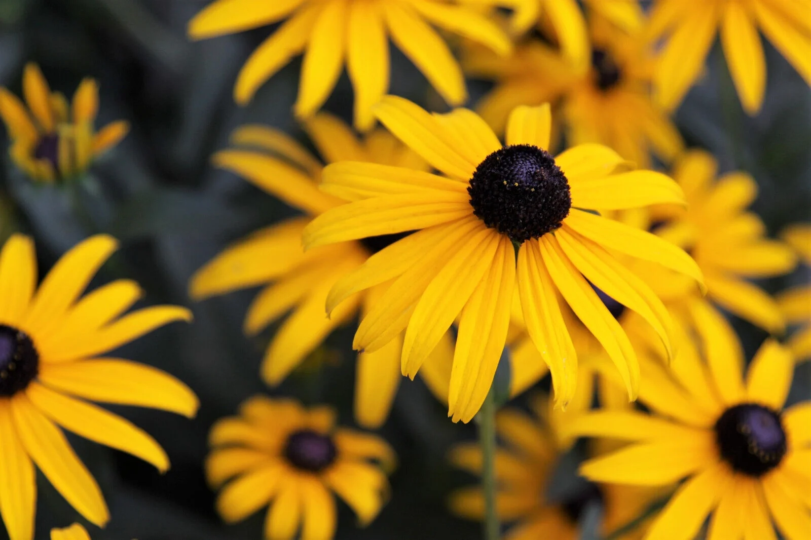 2000 BLACK EYED SUSAN Rudbeckia Hirta Yellow Flower Seeds *Comb S/H