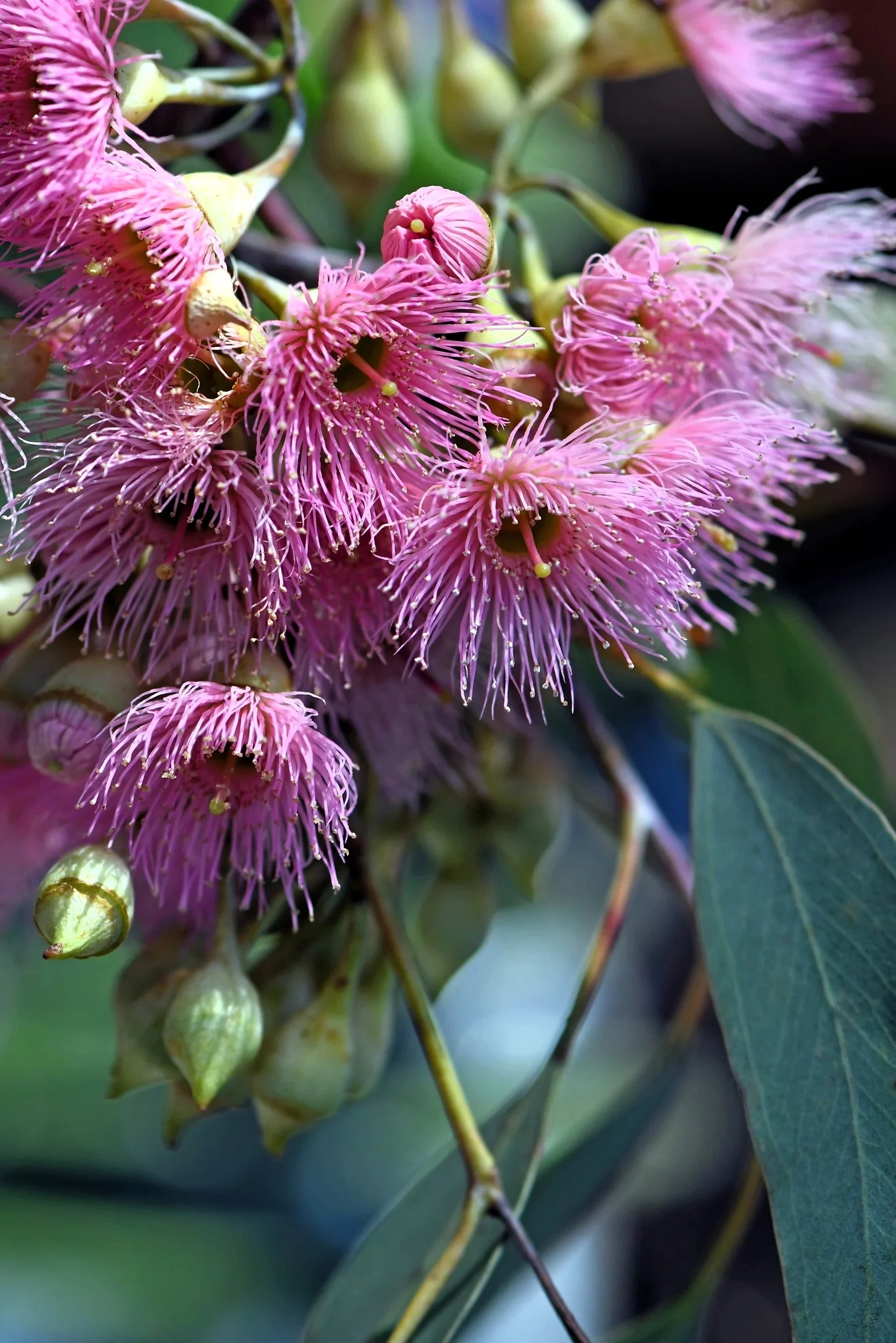 50 RED FLOWERING EUCALYPTUS Sideroxylon Mugga Ironbark Tree Seeds