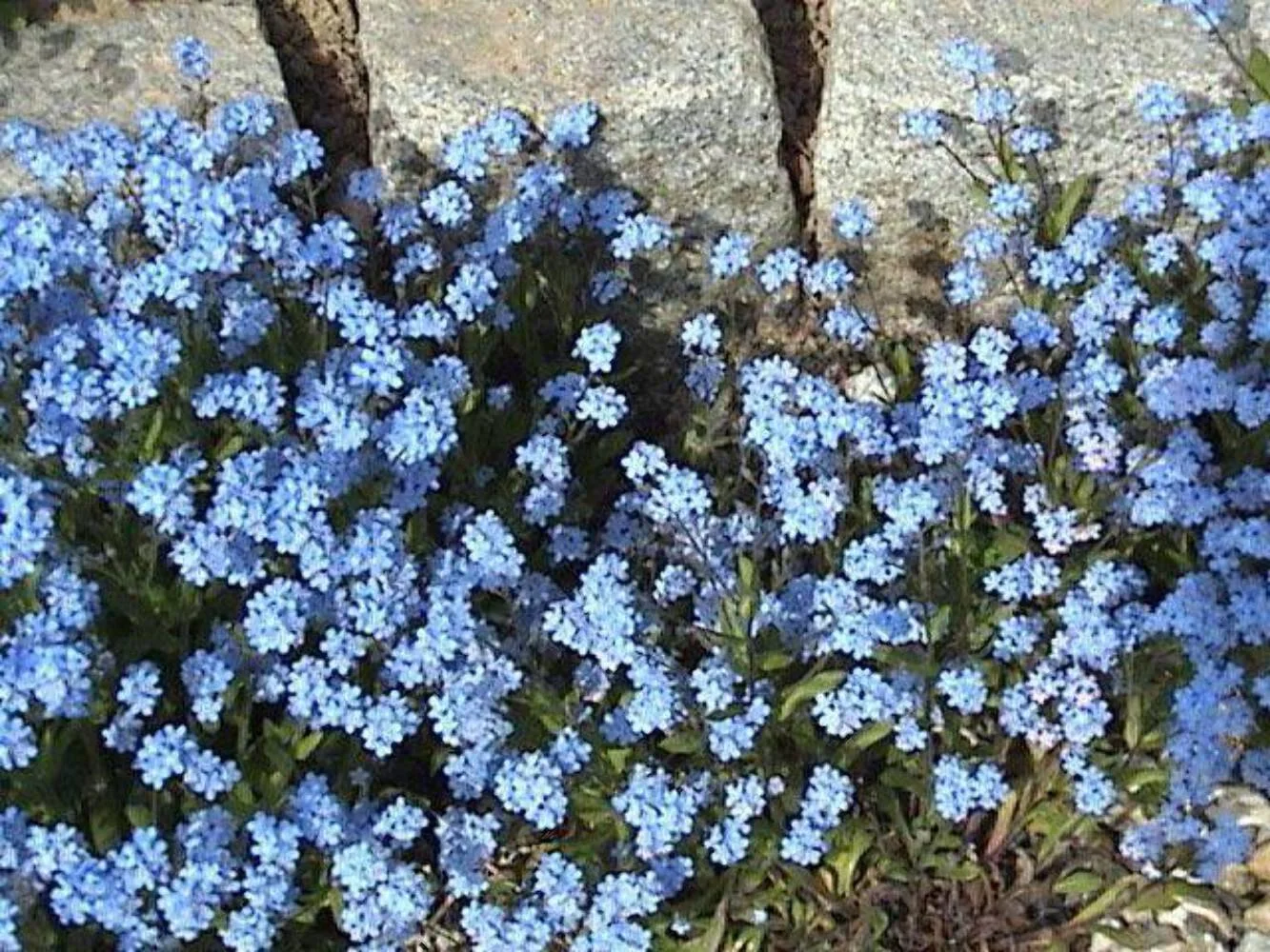 500 Blue FORGET ME NOT Myosotis Sylvatica Shade or Sun Perennial Flower Seeds